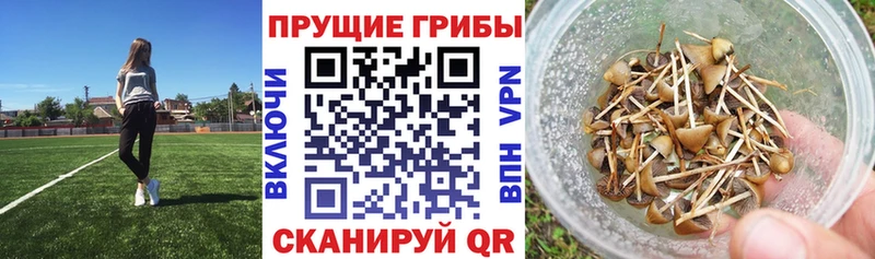 Псилоцибиновые грибы Cubensis  сайты даркнета состав  Менделеевск 